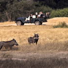 Warthogs and safari vehicle in Lower Zambezi National Park, Zambia