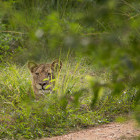 Lion in South Luangwa National Park, Zambia