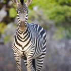 Crawshay's zebra in South Luangwa National Park, Zambia.