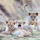 Lion cubs in South Luangwa National Park, Zambia.