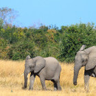 African elephant family in South Luangwa National Park, Zambia