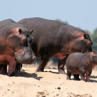 Hippo family in South Luangwa National Park, Zambia