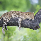 Leopard up a tree in South Luangwa National Park, Zambia