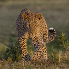 Leopard in South Luangwa National Park, Zambia