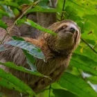 Sloth in Costa Rica