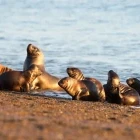Sea lion in Puerto Madryn, Argentina