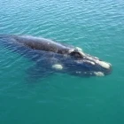 Southern right whale in Puerto Madryn, Argentina