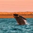 Whale breaching in Puerto Madryn, Argentina