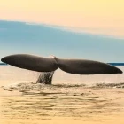 Whale tail in Puerto Madryn, Argentina