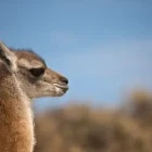 Guanaco in Valdes Peninsula, Argentina