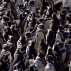 Magellanic penguin in Valdes Peninsula, Argentina