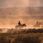 Gauchos herding sheep on dusty ranch