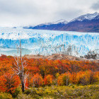 Autumn colour at the Perito Moreno glacier near Calafate in Argentina