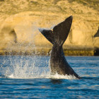 Tail of southern right whale in Puerto Piramides, Patagonia, Argentina