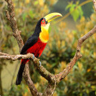 Green-beaked toucan in Argentina