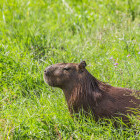 Capybara in Ibera Wetlands, Argentina