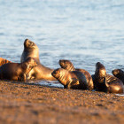 Group of sealions on the beach at Valdes Peninsula, Patagonia, Argentina