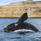 Southern right whale breaching near the coastline at Valdes Peninsula, Patagonia, Argentina