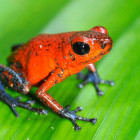 Blue-jeans frog in Costa Rica