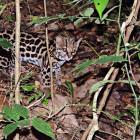 Night walk through Monteverde Cloud Forest in Costa Rica