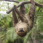 Sloth hanging upside down from a tree in Costa Rica