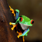 Red-eyed frog in Costa Rica