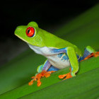 Red-eyed tree frog in Tortuguero National Park, Costa Rica