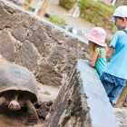 Giant tortoise in the Galapagos Islands