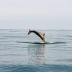 Dolphin in Goa, India
