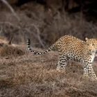 Leopard in India