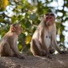 Bonnet macaque in Sanjay Gandhi National Park, India