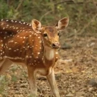 Chital in Sanjay Gandhi National Park, India