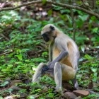 Grey langur in Sanjay Gandhi National Park, India
