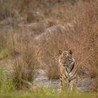 Tiger in India