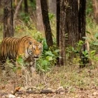 Tiger in India