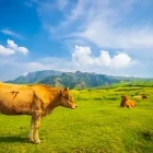 Farm scenery from the Aso Panorama Line, Japan.