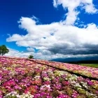 Kuju Flower Park in Japan.