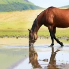 Horse drinking in Japan.