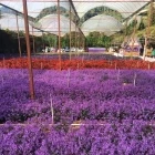 A lavender farm in the Cameron Highlands, Malaysia.