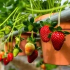 Strawberries in the Cameron Highlands, Malaysia.
