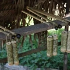 Indigenous tribe blow guns and quivers, in Malaysia.