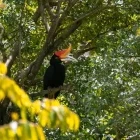 Rhinoceros hornbill in Malaysia.