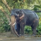 Asian elephant in Thailand