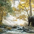 Asian elephant in Thailand
