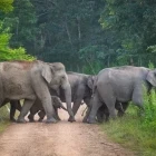 Asian elephant in Kui Buri National Park, Thailand