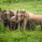Asian elephant in Kui Buri National Park, Thailand