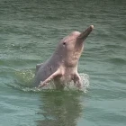 Pink dolphin in Thailand
