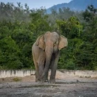 Asian elephant in Wildlife Friends of Thailand Foundation, Thailand