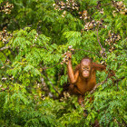 Baby orangutan eating berries in Borneo