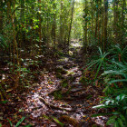 Bako National Park in Borneo